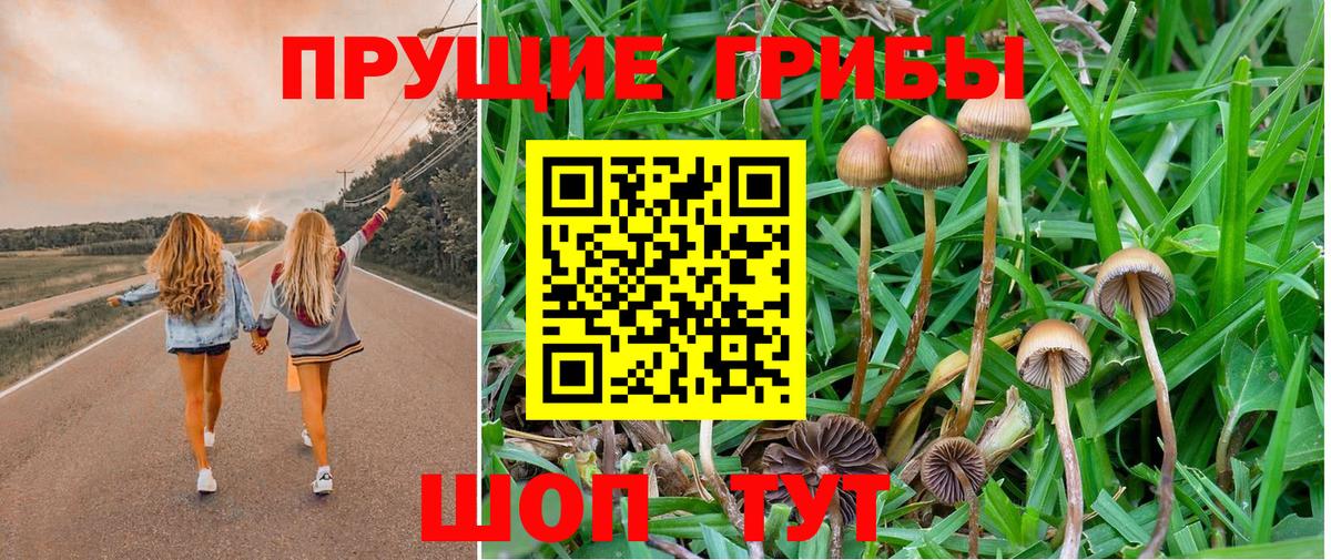 Псилоцибиновые грибы Psilocybine cubensis  Вход с VPN  Новоалександровск  купить наркотики цена  Галлюциногенные грибы Psilocybe 